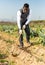 Man hoeing between onion plants