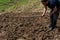 A man is hoeing the soil in his garden to prepare it for vegetable planting on a sunny spring day. Agricultural concept