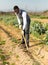 Man hoeing soil on onion rows