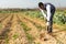 Man hoeing soil on onion rows