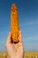 Man hold ear of corn in a hand on a blue sky background