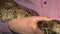 Man hold large snake constrictor in hands, close up shoot, black background, studio shot
