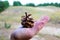 Man hold a pine tree cone on a palm
