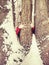 Man hold tree trunk with the frozen bark covered with sticky snow