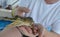 Man is holding baby crocodile in Sri Lanka.