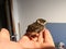 Man holding baby house sparrow Passer domesticus