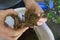 A man holding bonsai roots came out from a pot