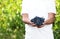 Man holding bunches of fresh ripe  grapes in vineyard, closeup