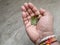 Man Holding burned or dry leaves of Jack Fruit Plant grow in a pot of the home terrace garden