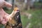 Man holding a carp by the gills.fisherman holding catch freshwater fish in hands outdoors.Closeup on the carp mouth.