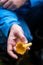 Man holding a chanterelle in his hand
