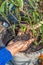 Man holding compost soil in his hands, over a Ocimum basilicum, basil pot plant