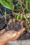 Man holding compost soil in his hands, over a Ocimum basilicum, basil pot plant