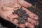 Man holding compost soil and red wiggler worms Eisenia fetida in his hands