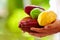 Man holding the different sorts of colorful cocoa pods in hands