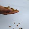 Man holding and dropping from distance of mixed dry fruits isolated on white background