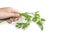 Man holding fresh green celery parsley on white background. Close hand holding bunch celery parsley without root  on white