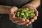 Man holding fresh green hops, closeup