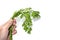 Man holding fresh of tasty green celery parsley on white background. Close hand holding bunch celery parsley without root 