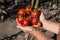 A man is holding a growing bunch of ripe tomatoes, harvesting vegetables. Red ripe and healthy vegetables, agriculture