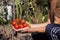 A man is holding a growing bunch of ripe tomatoes, harvesting vegetables. Red ripe and healthy vegetables, agriculture