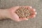 Man holding a handful of dried pinto beans