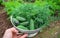 Man holding the Harvest of Raw organic cucumbers and dill in vintage colander in the garden. Ingredients for pickling