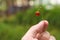 Man holding his fingers with a twig with wild strawberries