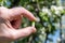 A man holding in his hand a funny smiling pill among flowering trees in the garden. Seasonal Allergy. Spring time. Creative/