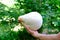 Man holding a huge white mushroom in his hands, Calvatia gigantea, foliage of green trees in the background, forest, nature