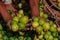 Man holding lemon on hand at street vegetable market