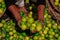 Man holding lemon on hand at street vegetable market