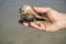 Man Holding a Live Lighting Whelk by the Sea #1
