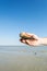 Man Holding a Live Lighting Whelk by the Sea #2