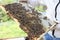 Man is holding many bees on combs in hands closeup