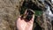 A man holding mussels in his hand and in the background the sea and the rocks where the mussels live, mediterranean food, the frui