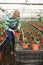 Man holding natural thyme seedlings in pot