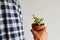 Man holding portulacaria afra variegata house plant in terracotta pot