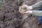 Man holding potatoes above soil ready to plant