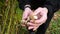 Man holding raw fresh jerusalem artichokes, close up.