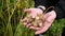 Man holding raw fresh jerusalem artichokes, close up.