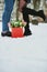 man holding red gift box with beautiful bouquet of blooming pink, yellow and white tulips and white chrysanthemums with green leav