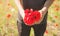 Man holding red poppies. Poppy field