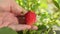 Man is holding ripe organic strawberry in hand. Closeup shot.