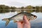 Man is holding roach fish, toned