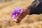 Man holding saffron crocus flowers in a field in Jammu and Kashmir