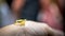 Man holding a small forest frog toad close-up. People with little wild reptile