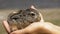 Man is Holding a Small Wild Fluffy Baby Bunny. Little Bunny in the Palm. Slow Motion