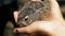 Man is Holding a Small Wild Fluffy Baby Bunny. Little Bunny in the Palm. Slow Motion