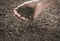 The man holding soil in the hands.